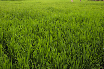 rice field