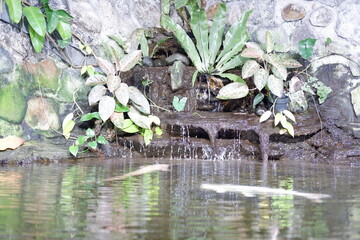 catfish swimming in the pond