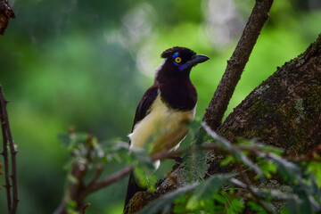 White-naped jay 