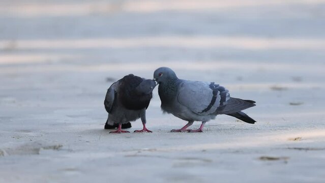 Pigeon Pair Sharing Affectionate Moments