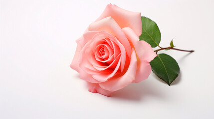 一輪のピンクのバラの花のアップ、薔薇の白背景素材