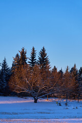 Winter Wonders: A Visual Symphony of Nature's Elegance in the Frosty Embrace