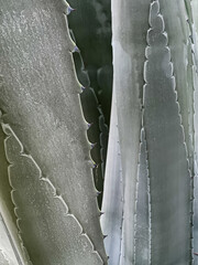 Background of Agave Cactus