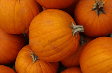 pile of pumpkins