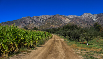 Fototapeta na wymiar Beautiful Mountains View Of Apple Picking Farm With Corn Feild, Red Apples On The Ground, - California