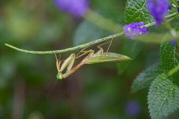 Praying Mantis in Natural Life's
