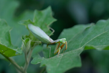 Praying Mantis in Natural Life's