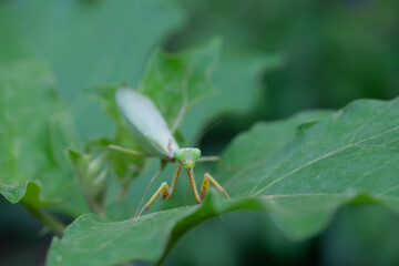 Praying Mantis in Natural Life's