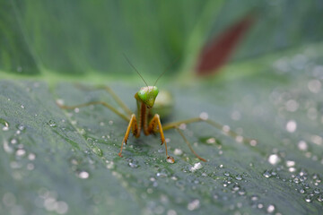 Praying Mantis in Natural Life's