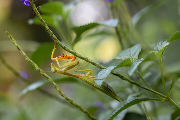 Praying Mantis in Natural Life's