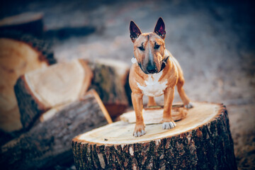 A miniature bull terrier stands on a stump. English Bull Terrier.