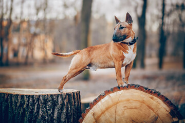 Ginger miniature bull terrier stands on a stump. English Bull Terrier. - 711173082