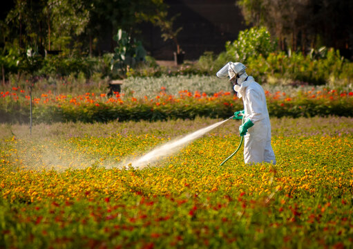 Horizontal image of a  field worker dressed in a hazardous materials suit  spraying white pesticide