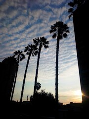 palm trees at sunset