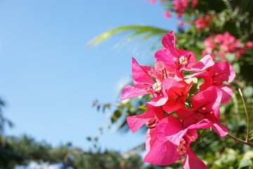 南国の花 ブーゲンビリア
