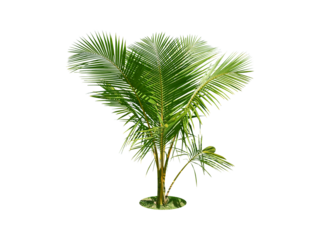 Bismarckia palm trees. (coconut tree) Planted on a lot of light green grass in the park. Isolated on white background and clipping path. png	