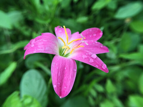 close up Zephyranthes minuta flower in nature garden