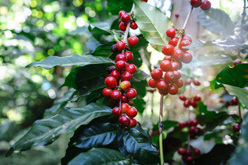 Red arabrica cherry is often grown at higher altitudes, where cooler temperatures and specific...