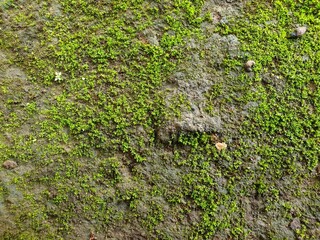 green moss on the stone