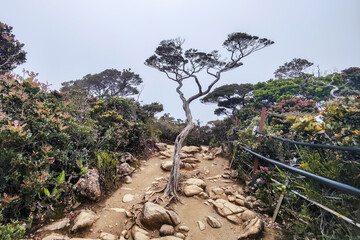 Mount Kinabalu is the highest mountain on the island of Borneo.
