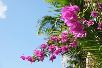 ガーデニング、沖縄の庭にブーゲンビレア
