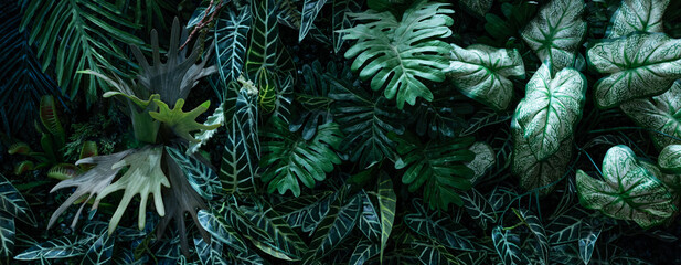 Creative nature green background, tropical leaf banner or floral jungle pattern concept. Banner cover design.	