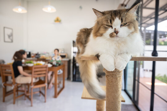 Boring Persian cat stay on a wooden cat tree in human house.