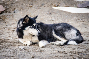 husky dog on the sand