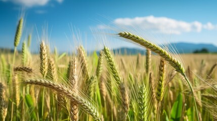 Obraz premium Golden Wheat Field Under Clear Blue Sky