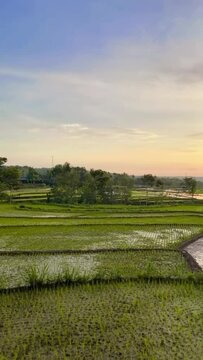Sunset Over The Rice Field