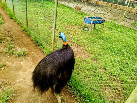 Cassowary bird from Papua Nugini. Kasuari is big bird that's can't fly.