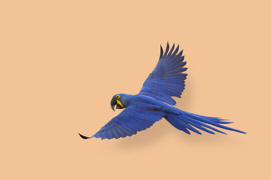 Hyacinth macaw flying isolated on orange background.