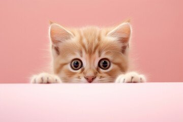 An adorable ginger kitten with big, curious eyes and soft fur peering over a pastel pink surface, capturing a moment of playful curiosity.