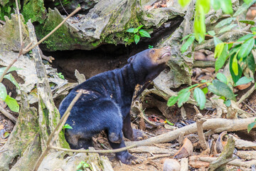 Malayan Sun Bear is the smallest bear in the world.