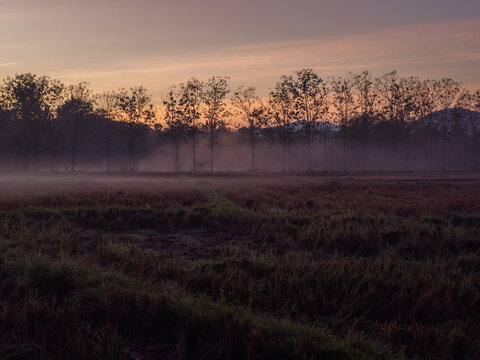 Silhouettes of a row of trees backdrop of a magnificent, fog and beautiful sky during sunrise.  - Powered by Adobe