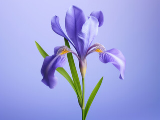 An elegant purple iris flower stands out with its delicate petals and intricate patterns against a soothing blue background.