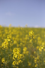 Obraz premium rape blossoms field in korea