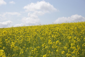 rape blossoms field in korea