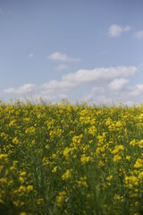 Obraz premium rape blossoms field in korea
