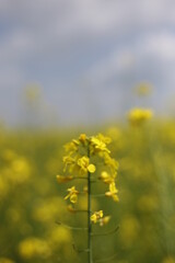 rape blossoms