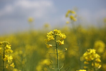 rape blossoms