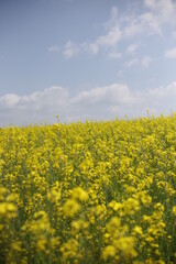 Obraz premium rape blossoms