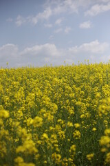 rape blossoms