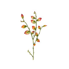 watercolor drawing autumn plant of blueberry with leaves , isolated at white background, Vaccinium myrtillus, natural element, hand drawn botanical illustration