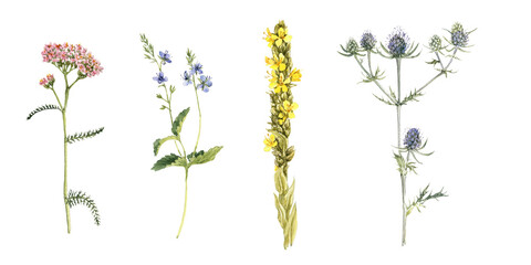 watercolor drawing plant of yarrow, eringo,speedwell and mullein with green leaves and flowers, , isolated at white background, natural elements, hand drawn botanical illustration © cat_arch_angel