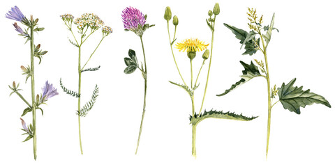 watercolor drawing plant of chicory, clover,field milk thistle and milfoil with green leaves and flowers, isolated at white background, natural element, hand drawn botanical illustration