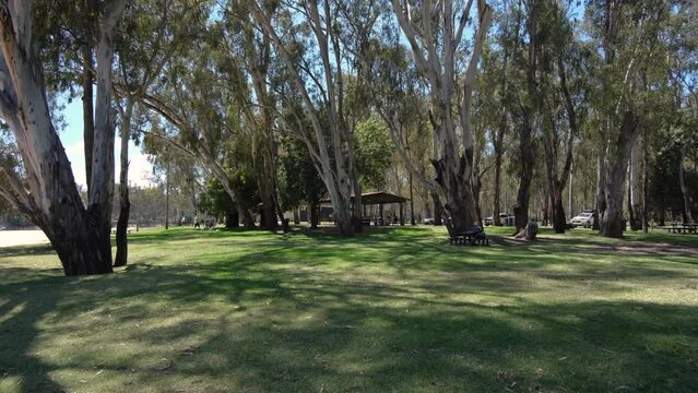 Large open outdoor space with a gazebo, grassy lawn and large gum trees near the popular attraction, the Thompson’s beach in Cobram VIC Australia. A rural public park in regional inland Victoria.