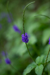 close up of Stachytarpheta jamaicensis flower