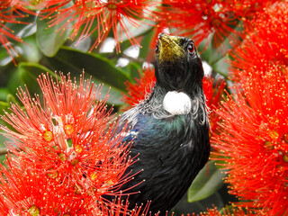 Tūī with Beak Covered in Pollen