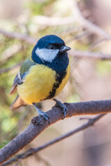 Cute bird Great tit, songbird sitting on the branch with blurred background